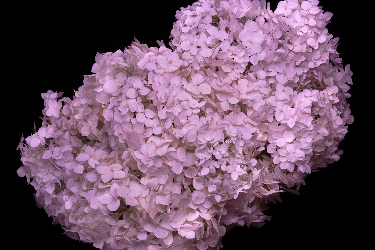 Graceful Blooms Hydrangea, a Nature Photo by M.Pellot Photography (Photo 1 of 2)