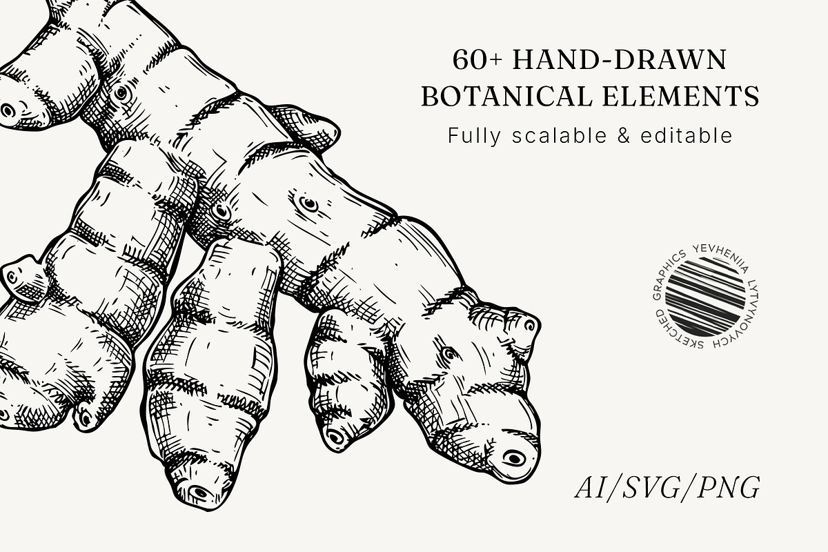 Medicinal Roots Illustrations Set, a Healthcare Illustration by Yevheniia (Photo 12 of 12)