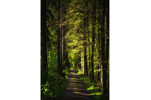 Spring moody fairytale forest with, a Nature Photo by Nature and travel