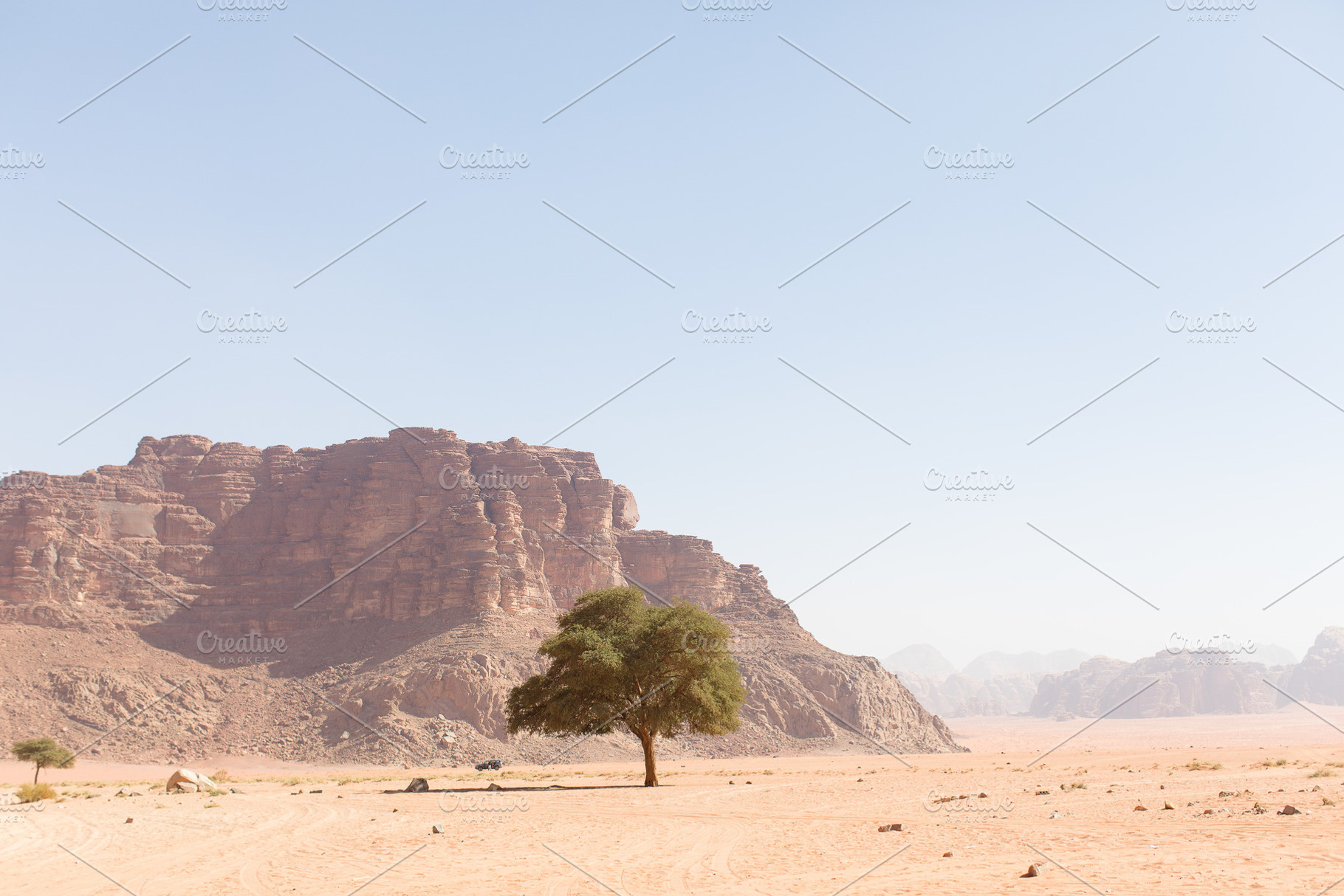 Wadi Rum Fig Tree, a Nature Photo by Kunkel Adventures