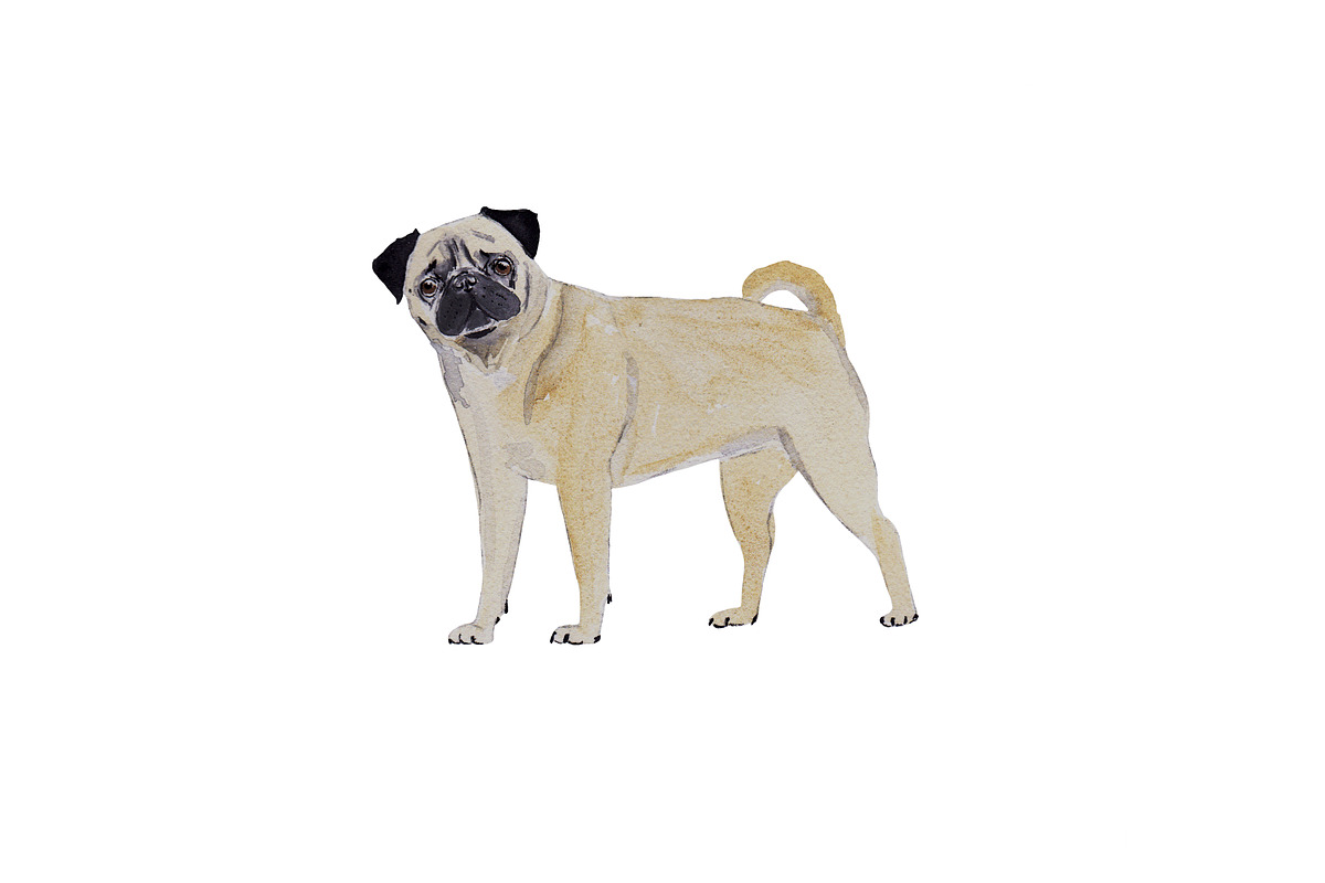 Pug Dog Illustration Bundle, an Illustration by Foxery Digital (Photo 4 of 8)