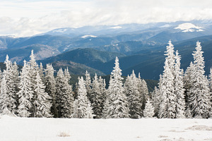 White forest and mountains