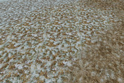 AUTUMN AND WINTER TEXTURE PACK, a Textures & Material 3D Model by Beatheart Creative Studio (Thumbnail 38 of 58)