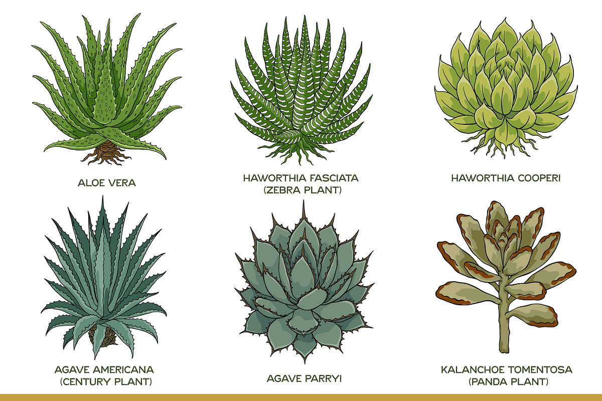 Succulent Illustration Pack, an Illustration by Tekuni (Photo 4 of 13)