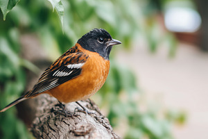 Colorful songbird with black head, an Animal Photo by MistyDay