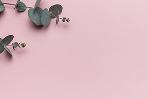 Eucalyptus leaves forming a border on pink background, a Background Photo by Olena Rudo