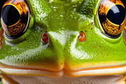 Frog face closeup with vivid orange and golden eyes, an Animal Photo by GoodGoods (Thumbnail 2 of 2)