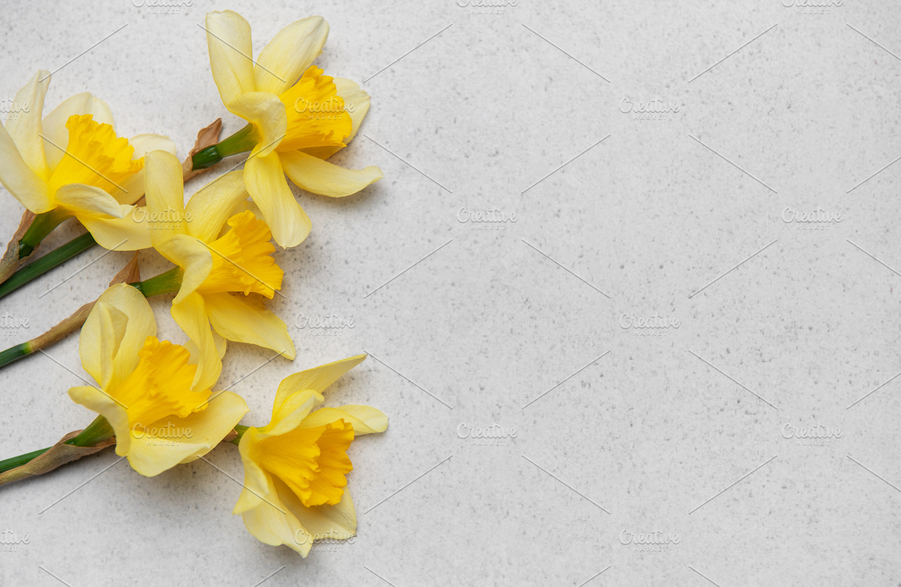 Daffodils creating a vibrant spring border on neutral background, a Nature Photo by Olena Rudo