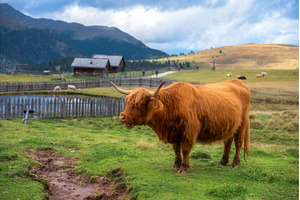 Scottish Highland cow standing on, an Animal Photo by den-belitsky
