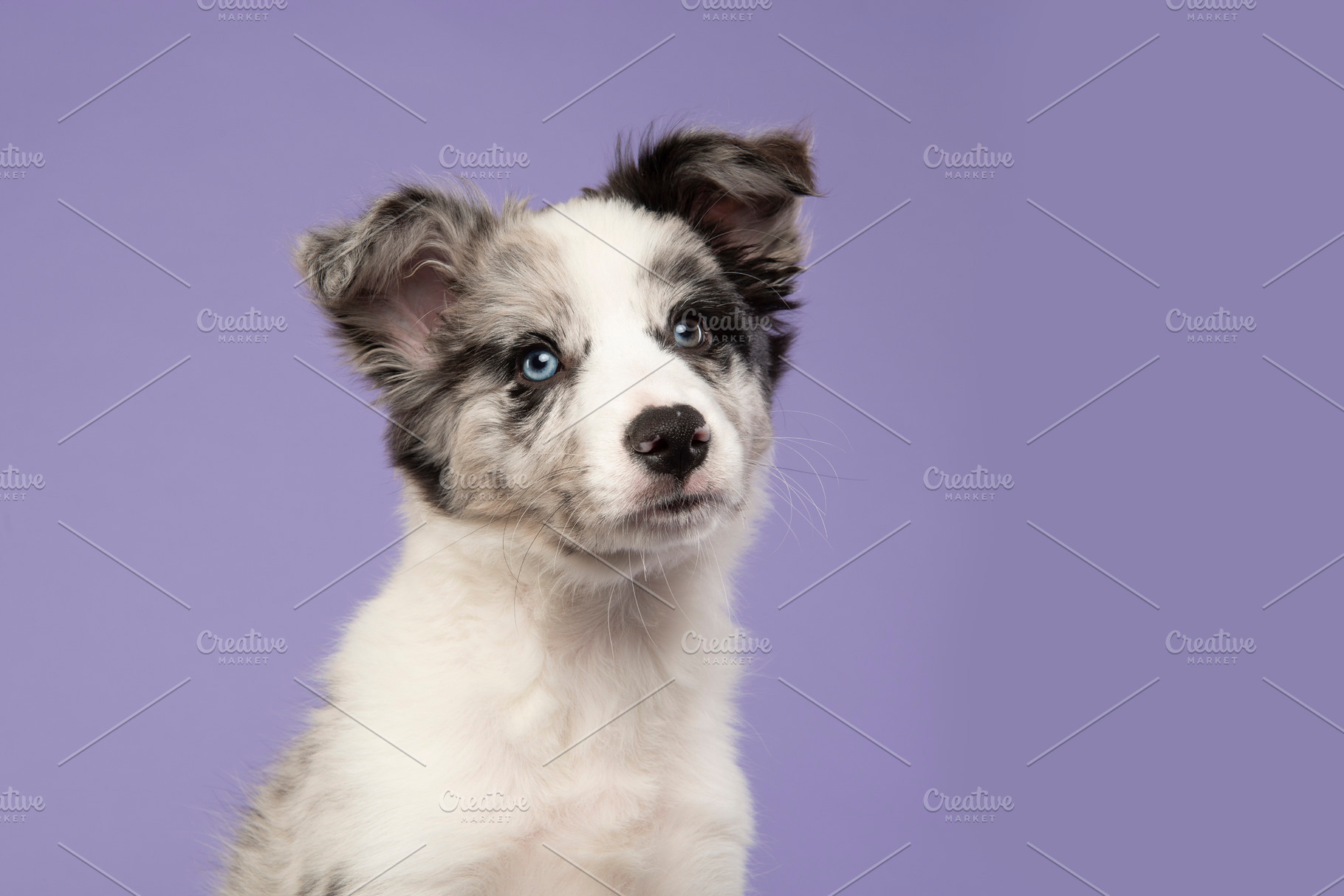 Border collie puppy portrait, an Animal Photo by Elles Rijsdijk