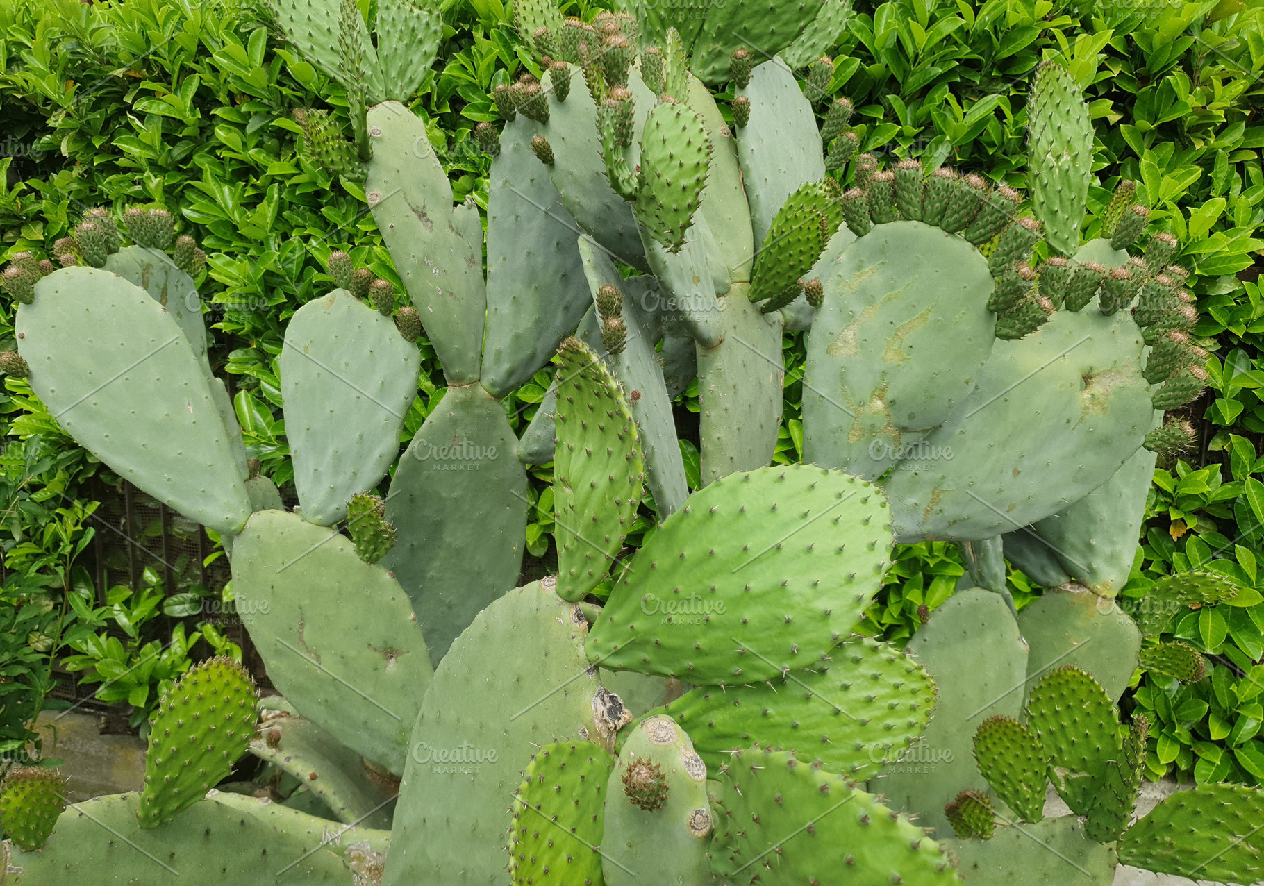 indian fig cactus plant scient. name Opuntia ficus indica, a Photo by WorldOfPhotos