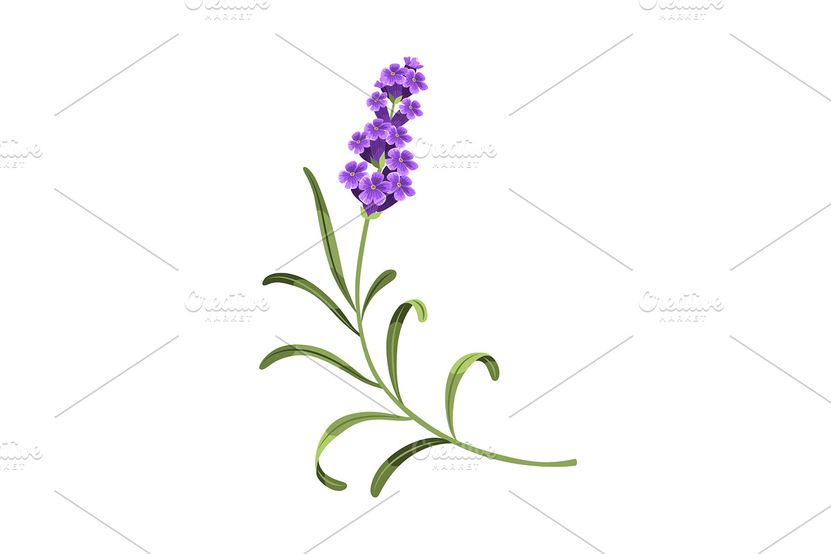 Lavender. Vector illustration of, an Object Illustration by the8monkey