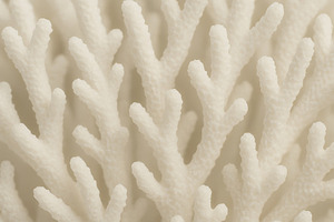 White coral texture closeup creating organic abstract background, a Photo by Dvoevnore photos