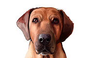 Mastiffs and Pugs 34 PSD Dogs Set, an Animal Illustration by Dneprstock (Thumbnail 14 of 15)