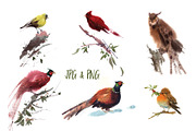 Watercolor forest birds, an Animal Illustration by ivanushka-art (Thumbnail 3 of 5)