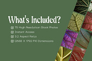 75 Leaf Veins Stock Photos, a Nature Photo by Incomelion (Thumbnail 9 of 14)