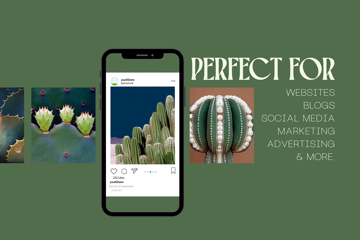 70 Aesthetic Cactus Stock Photos, a Nature Photo by Incomelion (Photo 2 of 14)