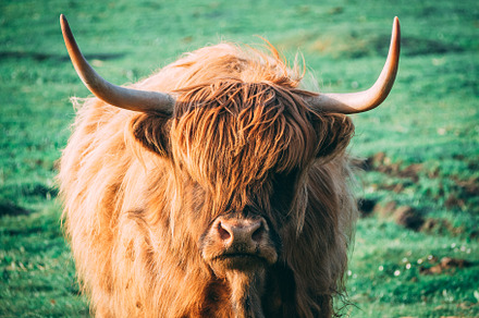 Scottish cattles in scottish highlan containing scottish highlands, scenery