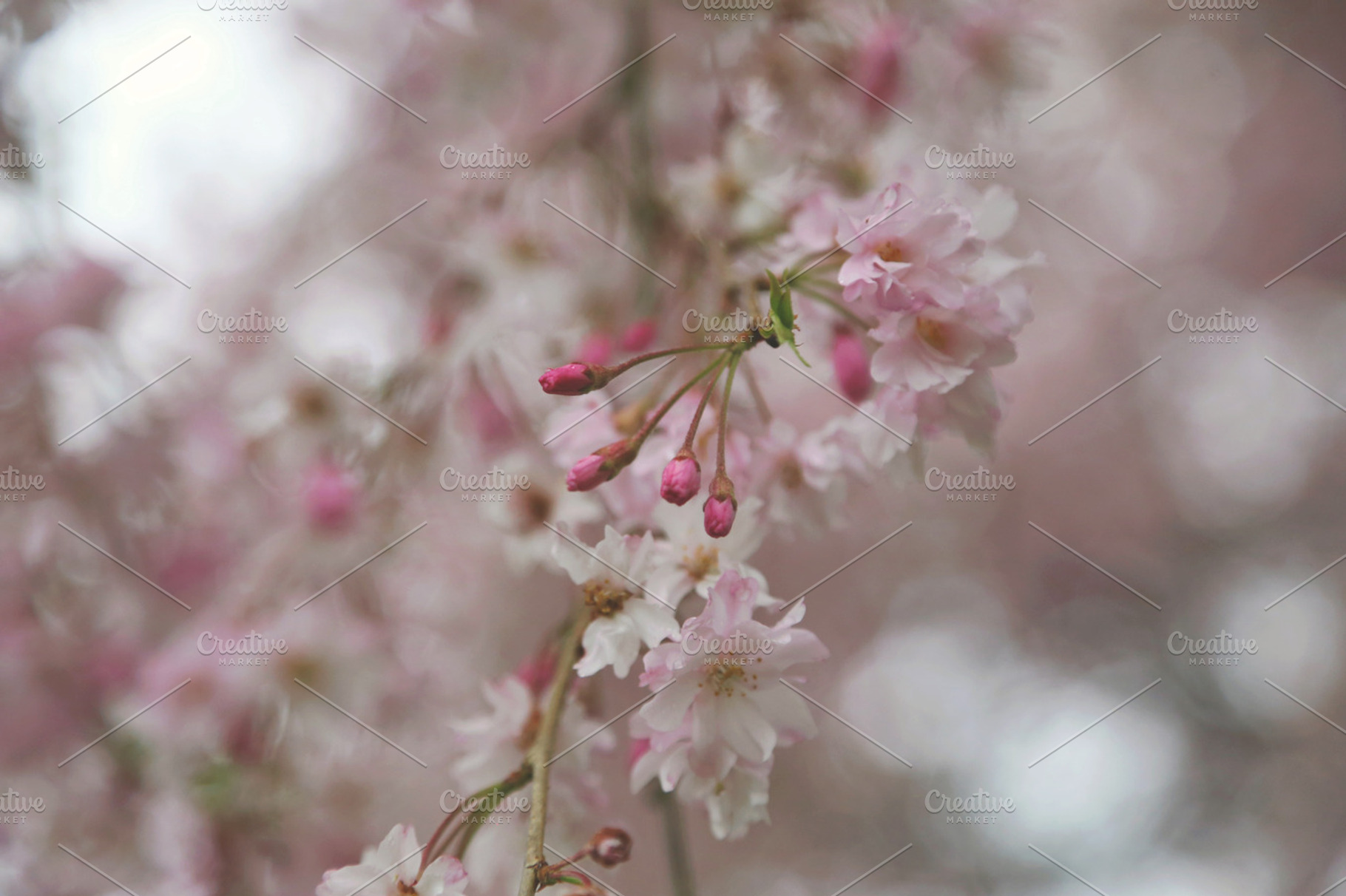 Pink blossoms featuring flowers, pink, and blooms, a Nature Photo by BrightShadow Photo Art