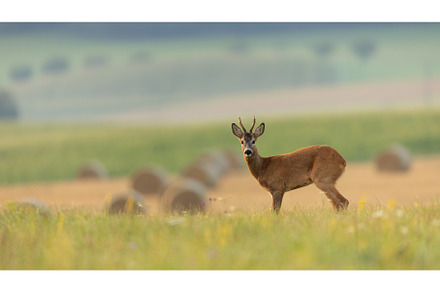 Roe deer back standing on a green, an Animal Photo by WildMedia