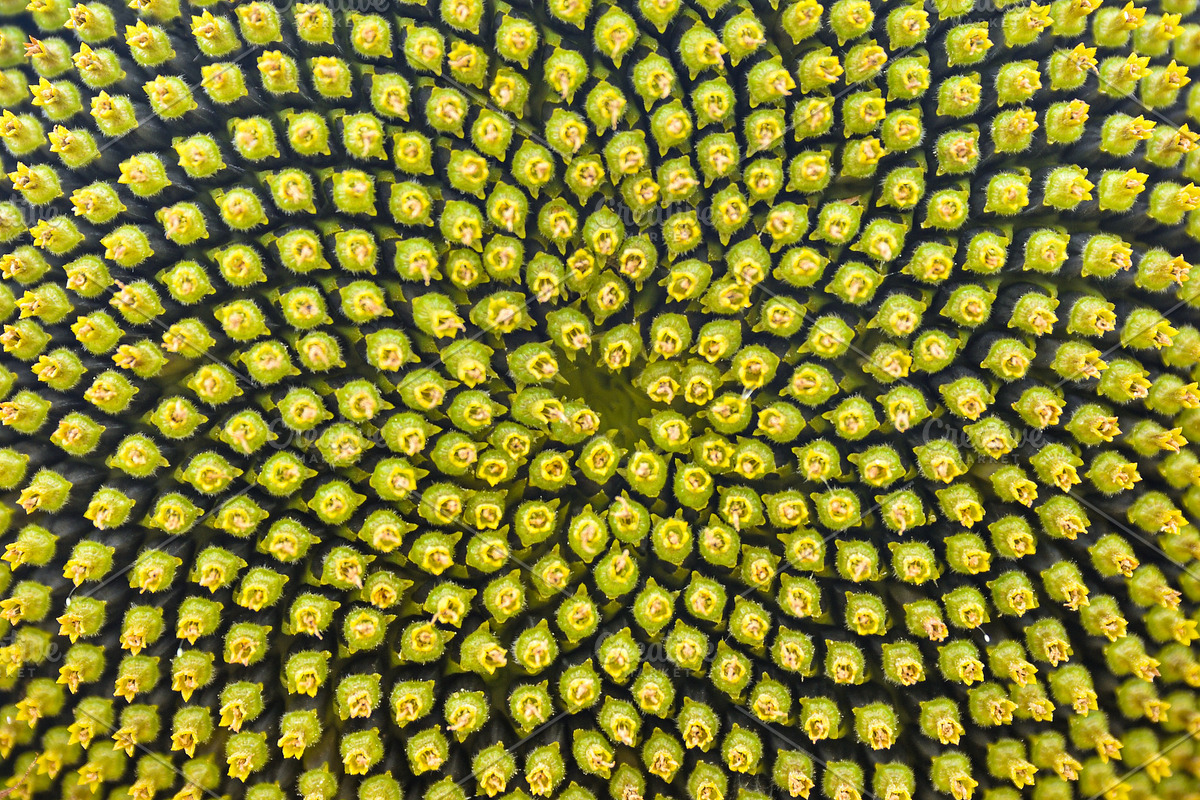 Macro detail of sunflower seeds on the plant, a Background Photo by Davizro's Market (Photo 1 of 2)