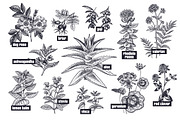 Medical plants. Big set., an Object Graphic by MarinaVorontsova (Thumbnail 6 of 11)