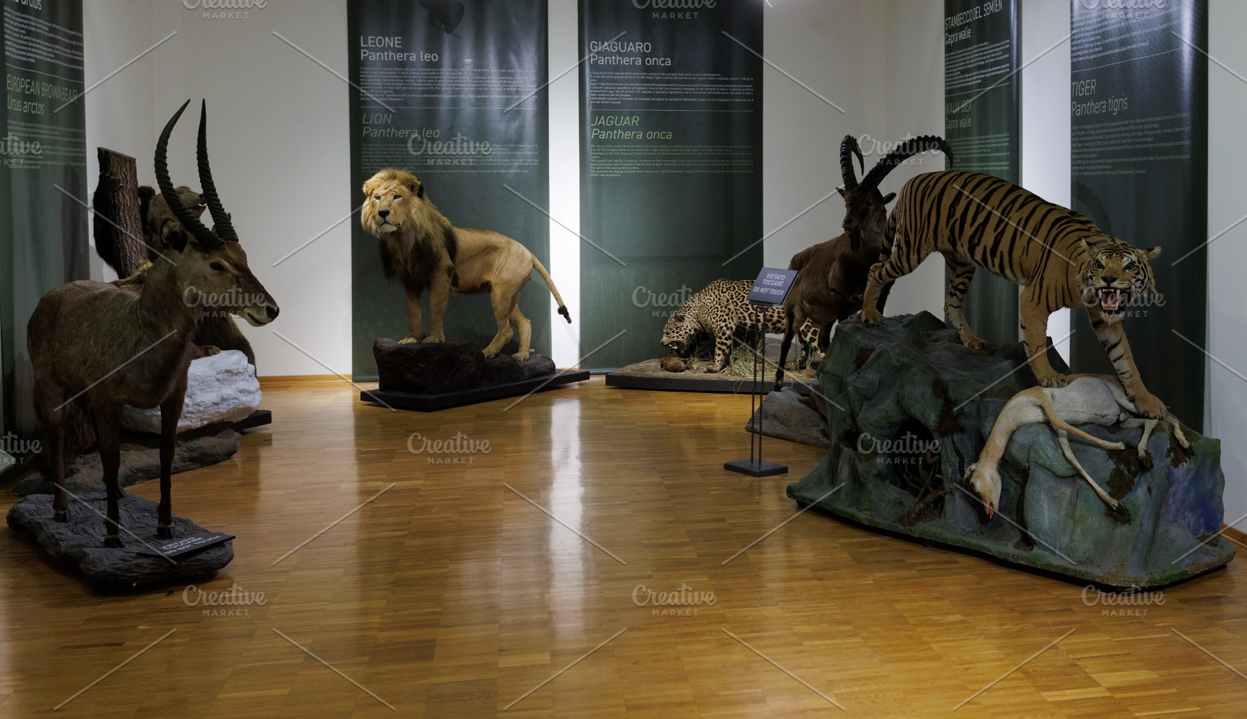 Taxidermy display featuring a lion, jaguar, Semien ibex, and tiger, a Photo by Bepslabor
