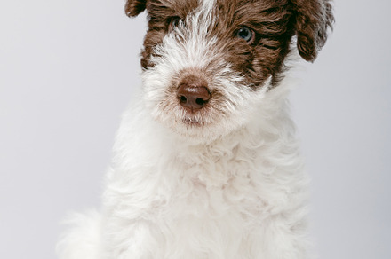 Portrait of a cute Fox Terrier puppy