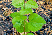 Flowers on the ashes, a Nature Photo by rezkrr (Thumbnail 3 of 4)