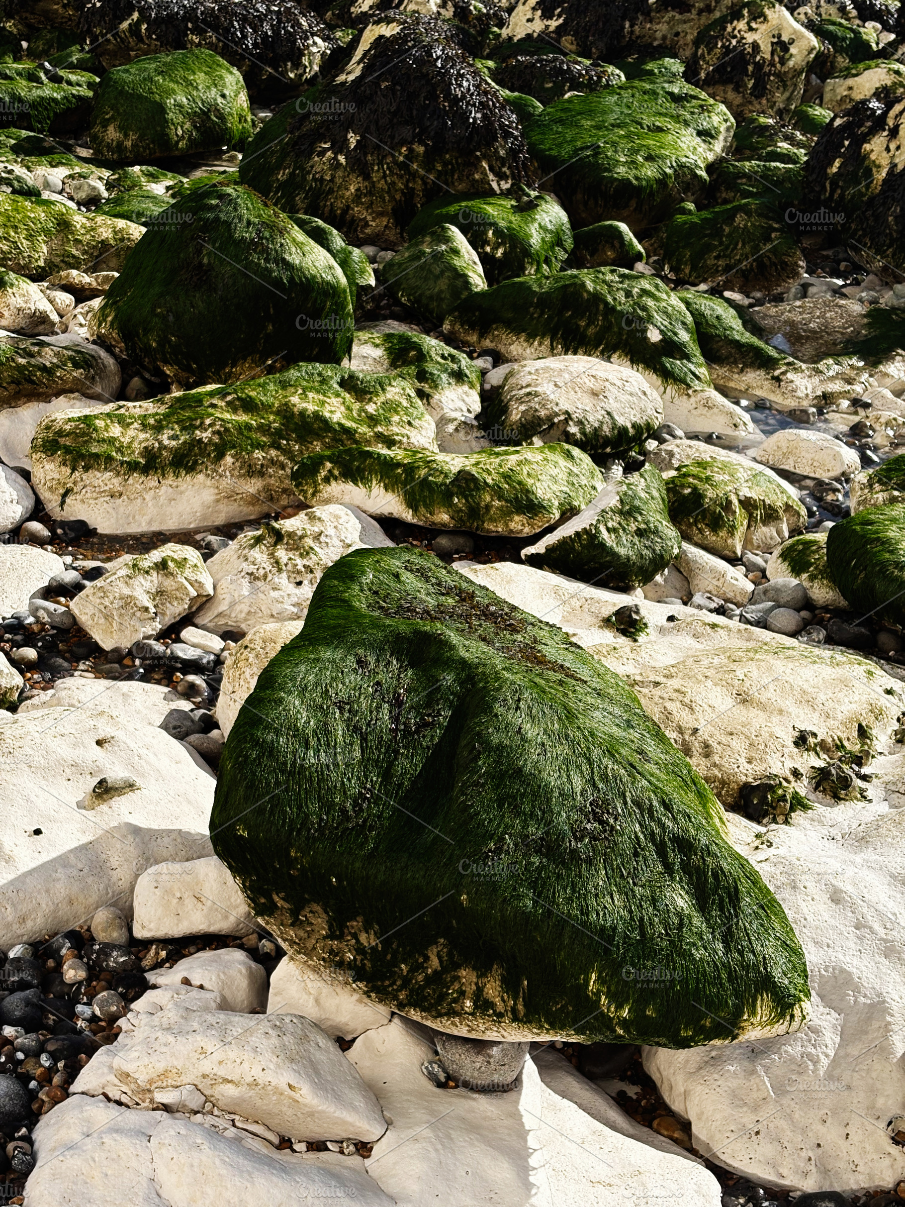 Mossy green rocks along the Seven Sisters Cliffs in East Sussex UK at the shore, a Nature Photo by AS photostudio