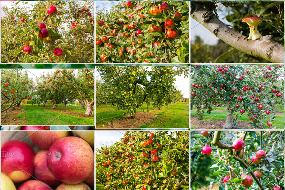 Feeling Apple, a Templates & Theme by Feelings (Photo 2 of 5)