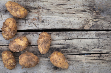 Dirty rusic potatoes harvst crop top stock photo containing potatoes and