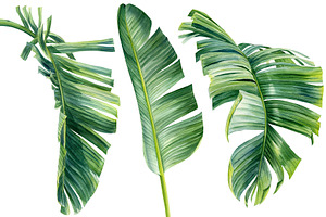 Watercolor Bundle Tropical Leaves