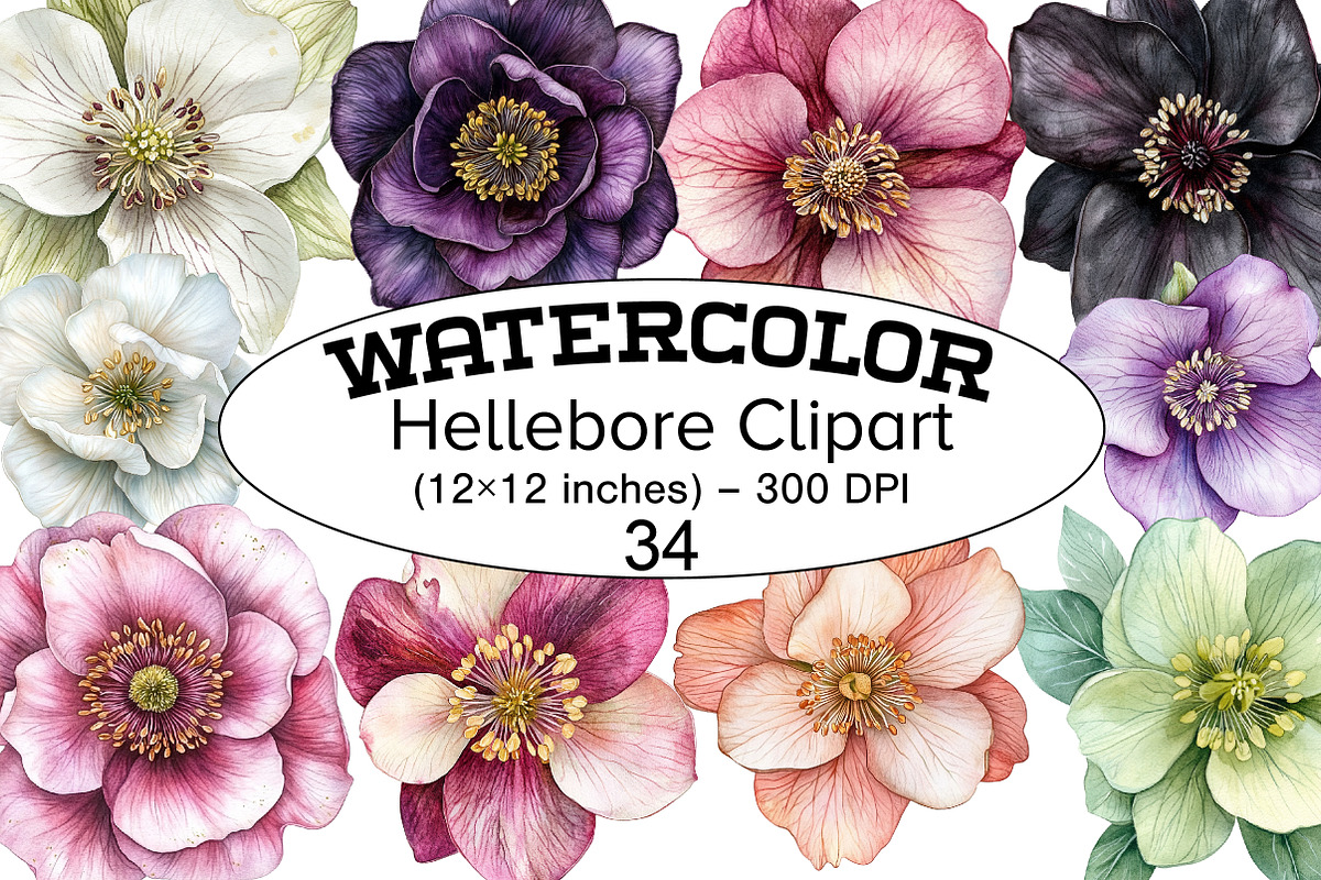 Watercolor Hellebore Clipart, a Seasonal Illustration by Design Market