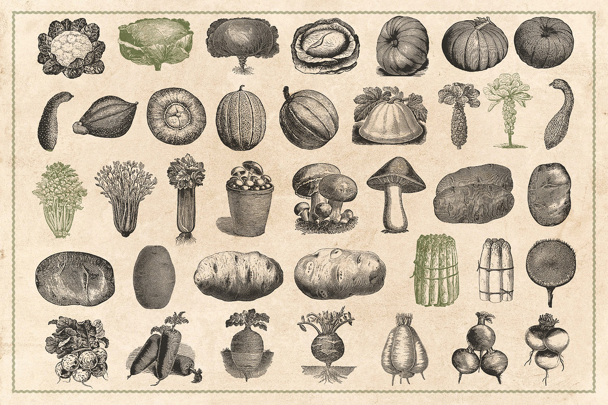 150 Vintage Vegetables (Vector), a Food Illustration by Brigantine Designs (Photo 5 of 7)