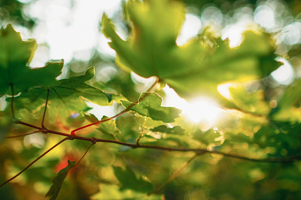 Green leaves background forest sun beam maple, a Photo by Photo Drive Studio