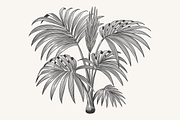 Palm Tree Vector Illustration Bundle, an Illustration by Kusumaillustration (Thumbnail 9 of 15)