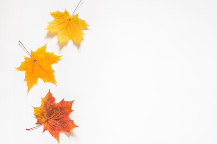 Autumn composition of yellow maple stock photo containing autumn and