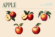 Vintage Graphic Elements_FRUITS, an Object Illustration by BOLD.Graphic (Thumbnail 5 of 8)