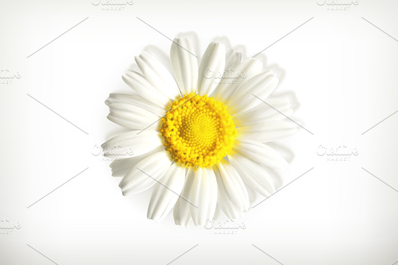 Chamomile icon preview 2