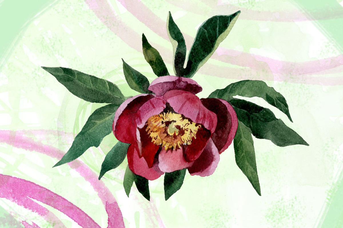 Watercolor flowers set - peony, a Texture Illustration by My art shop (Photo 3 of 4)
