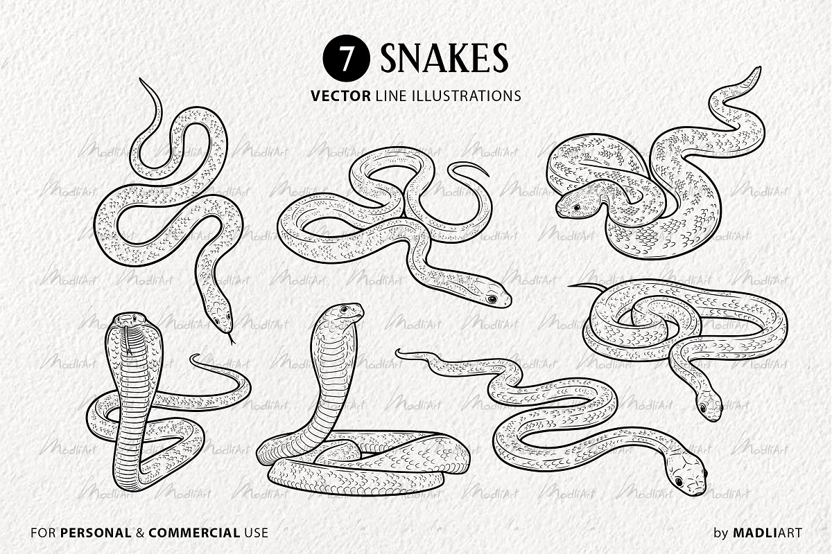 Snake Reptile Vector Line Art Set, an Animal Illustration by MadliArt (Photo 3 of 4)
