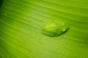 Green centrolenidae, glass frog resting on a leaf in the Amazon, an Animal Photo by GoodGoods (Thumbnail 2 of 2)