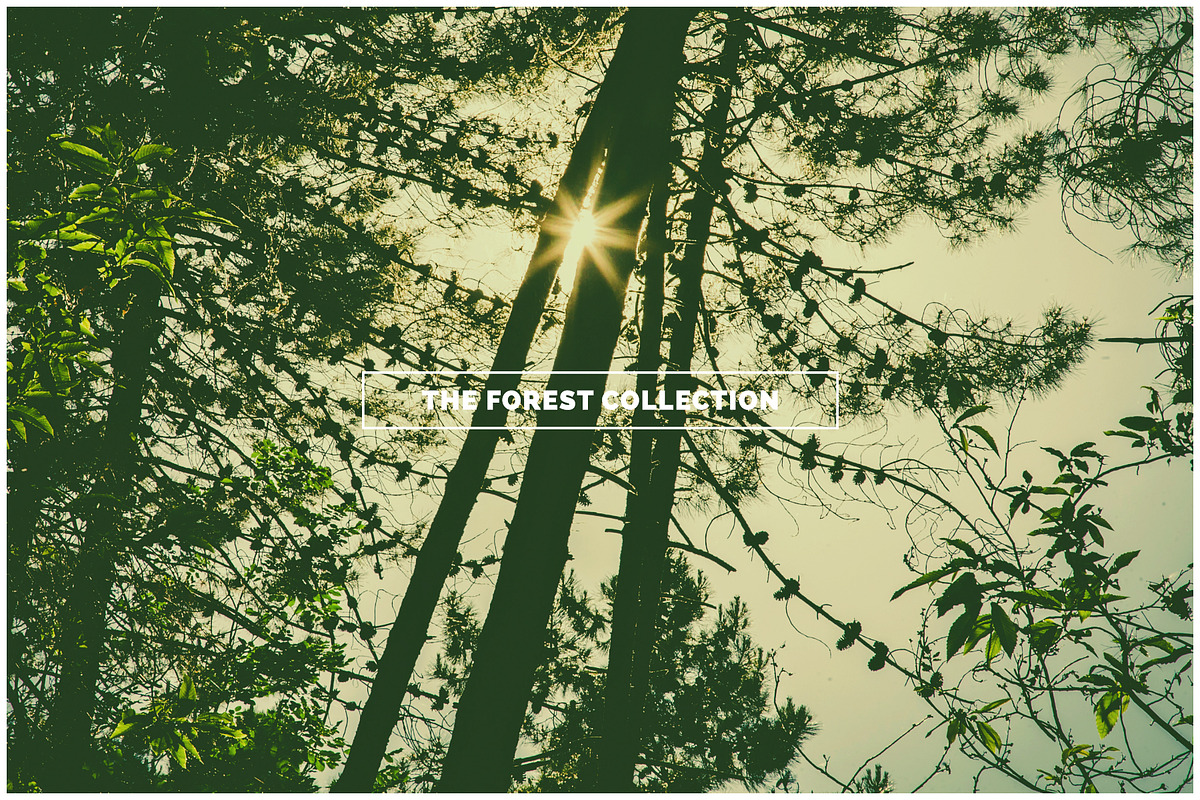 THE FOREST COLLECTION iseeyouphoto, a Nature Photo by ISEEYOUPATTERN (Photo 3 of 5)