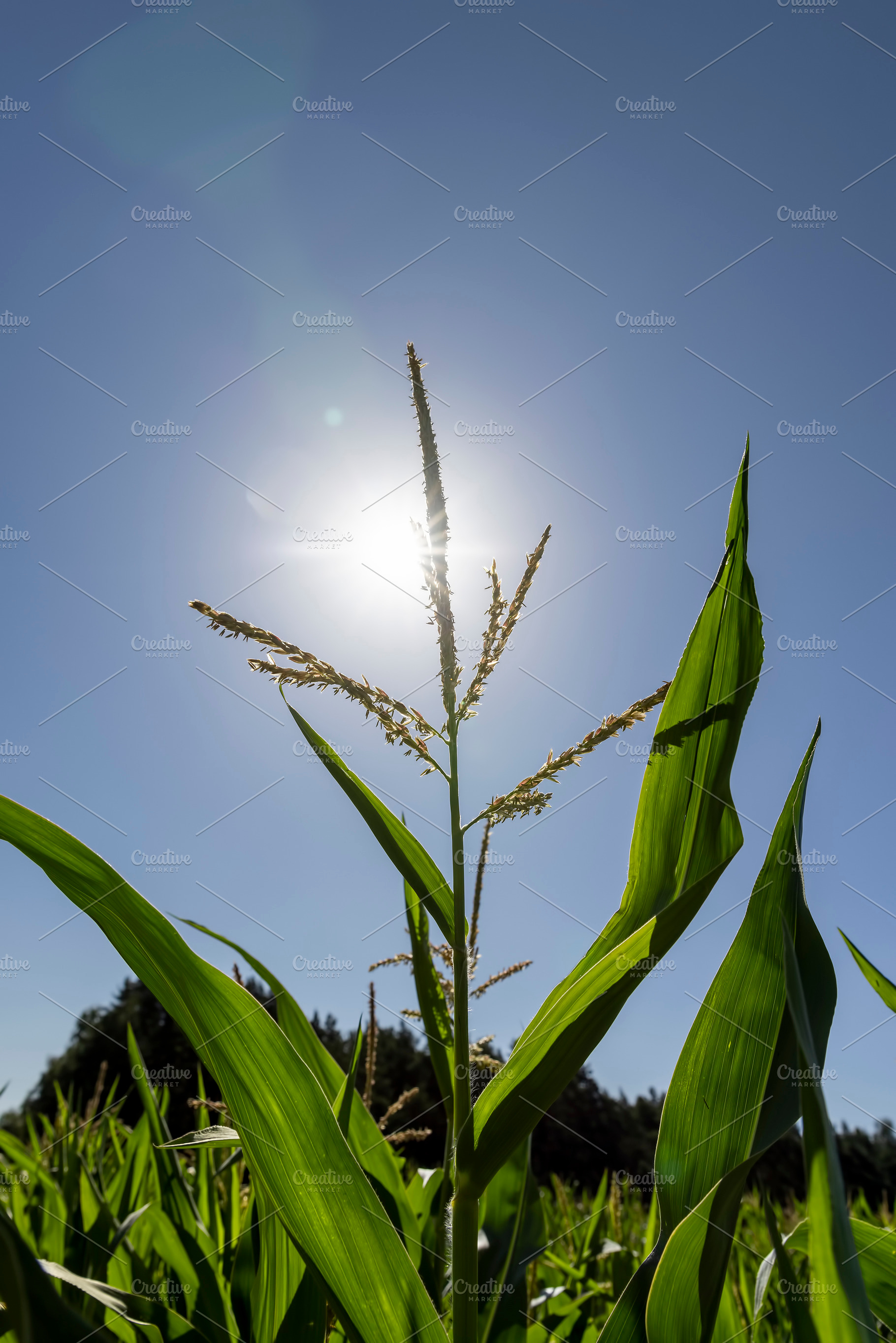 a field with unripe corn at spring corn blooming, clear sunny weather without c, a Photo by rsoollAI