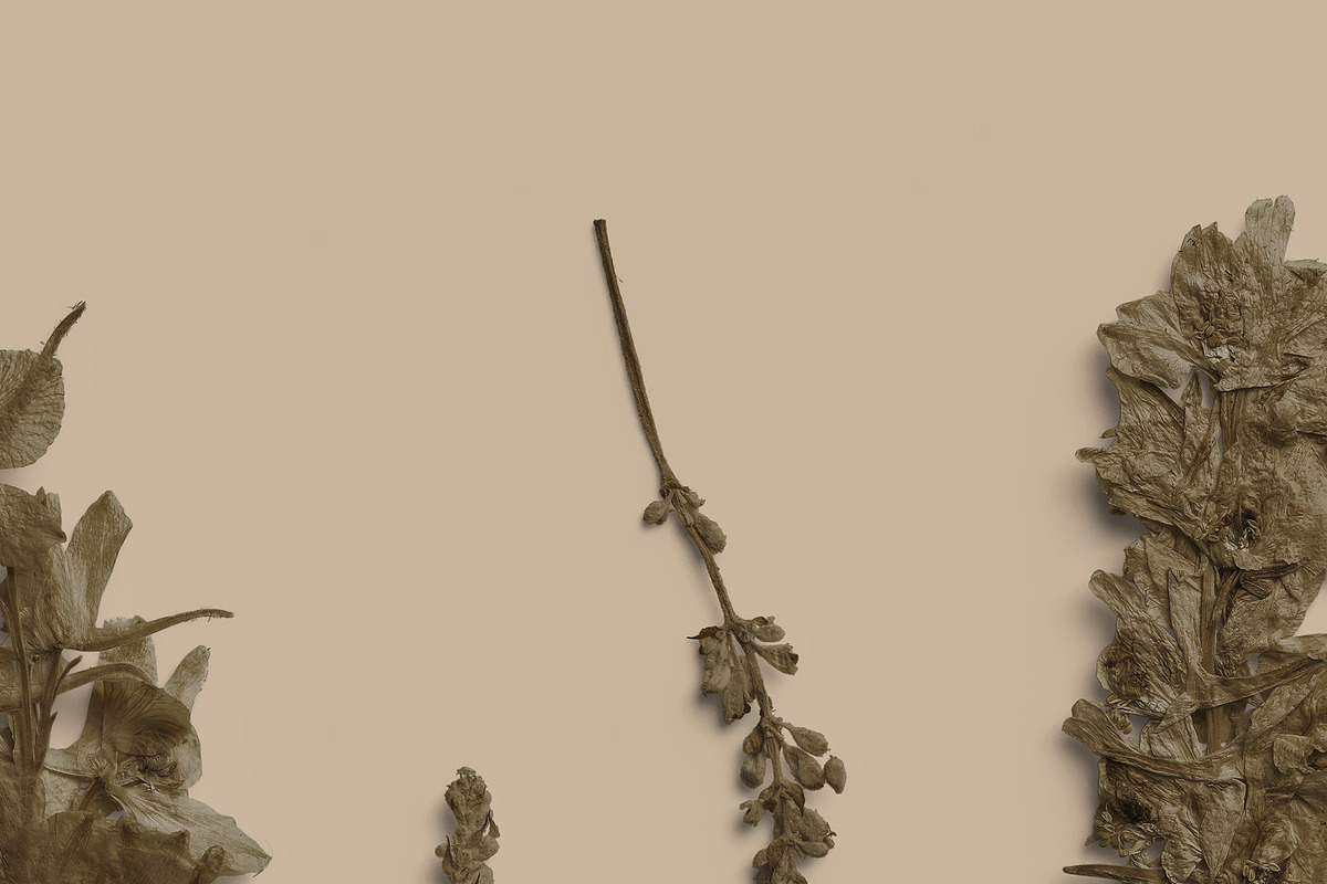 Umber Pressed Botanical PNG, an Object Graphic by Custom Scene (Photo 5 of 8)