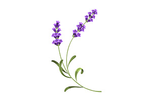 Lavender. Vector illustration of, an Object Illustration by the8monkey