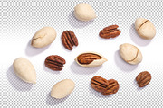 Pecans, an Object Graphic by Hortimages (Thumbnail 1 of 2)