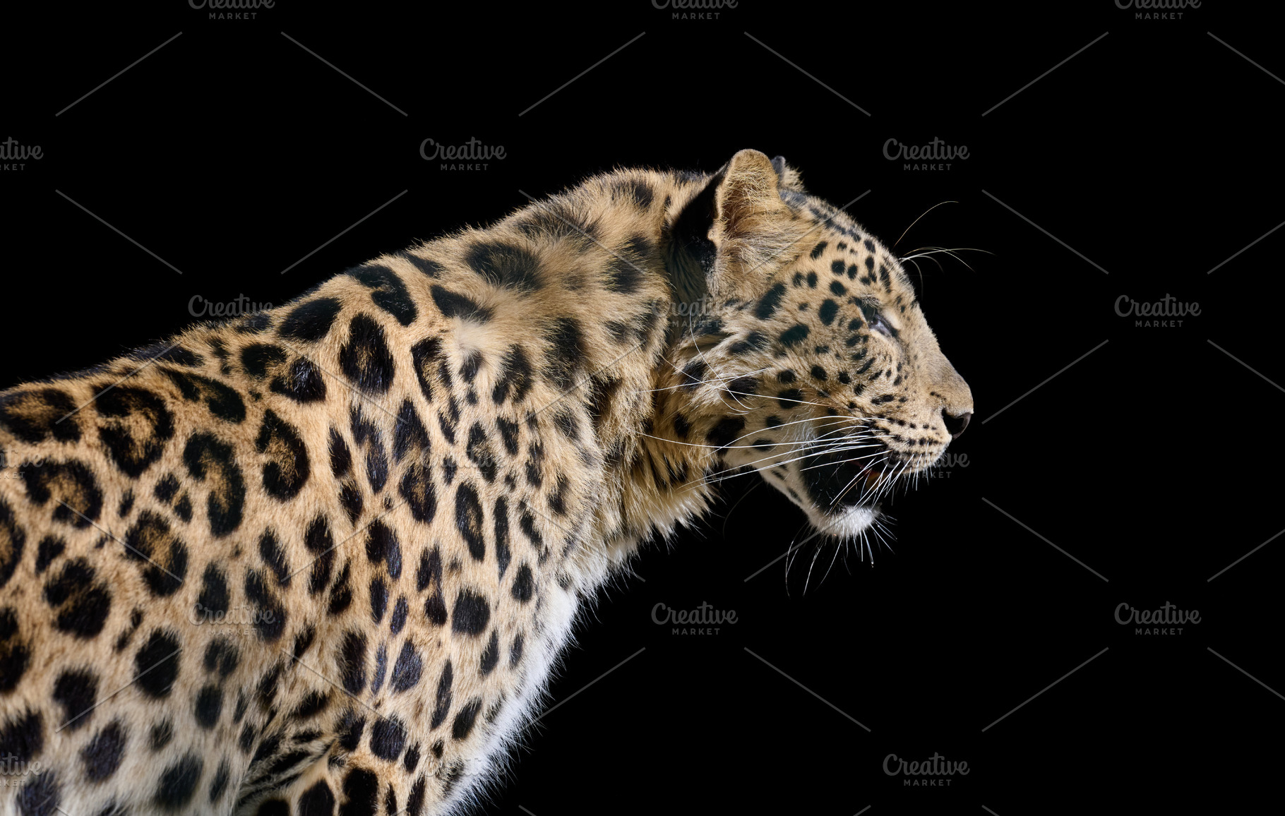 Powerful spotted leopard in profile against a black background., an Animal Photo by ndanko