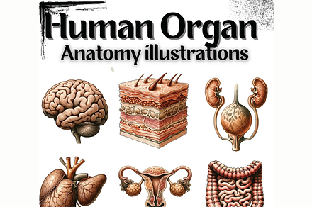 Human Organ Anatomy Collection